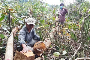 Thanh tra Chính phủ vào cuộc vụ phá rừng ở Phú Yên 