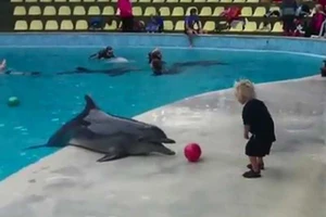Clip: Cá heo đùa nghịch, chơi bóng cùng bé trai