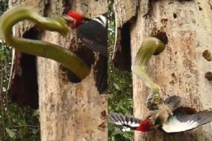 Clip: Cuộc chiến không cân sức giữa chim gõ kiến và rắn