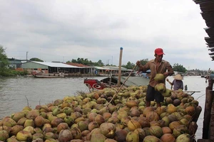 Bí thư Bến Tre 'đau' vì xứ dừa phải nhập... dừa