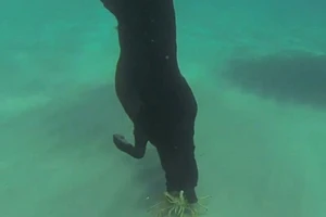 Chú chó có khả năng lặn biển, bắt tôm hùm