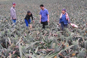 Thương lái Trung Quốc săn lùng cả dứa xanh