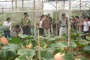 ‘Cò’ làm nhiễu du lịch Đà Lạt 