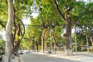 Đề xuất “trảm” hàng ngàn cây xanh, dư luận “dậy sóng“