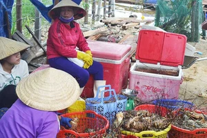‘Thủ phủ’ tôm hùm miền Trung điêu đứng