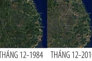 Đại biểu Quốc hội bức xúc chuyện phá rừng