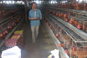 400 tấn thịt gà đầu tiên của Việt Nam ‘bay sang Nhật 