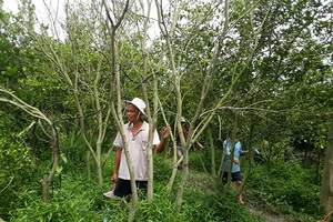 Xịt thuốc cỏ lây sang vườn quýt của ông hàng xóm