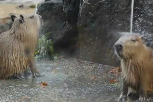 Chuột ở vườn thú được tắm... nước nóng