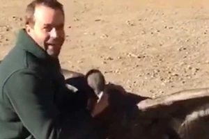 Chim ưng bay về thăm ân nhân cứu mạng lúc nhỏ