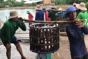 Cá tra xuất khẩu vẫn gặp khó