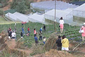 Đà Lạt phát hiện, xử lý nhiều đối tượng cò du lịch