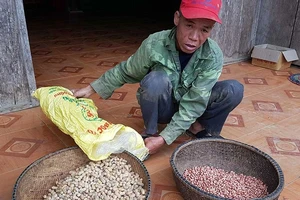 Đề nghị xử lý chủ tịch huyện vụ phát giống đậu dỏm 