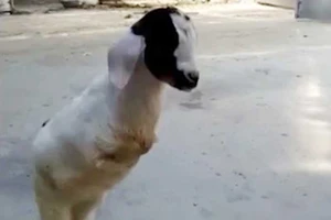 Nghị lực của chú dê bị đột biến, chỉ có 2 chân sau