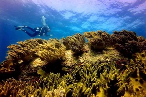 Dự án nhận chìm bùn, cát: Môi trường là trên hết 