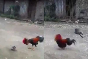 Cuộc chiến không cân sức giữa chim và... gà chọi