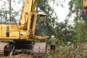 Vụ phá rừng nuôi bò: Phú Yên nói ‘còn xem xét’
