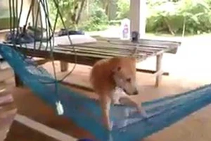 Chú chó thích... nằm võng