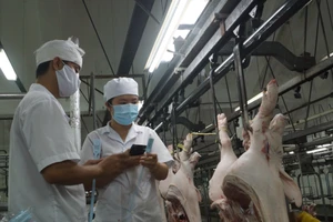 Một chiếc bánh sôcôla phải cõng... 13 giấy phép