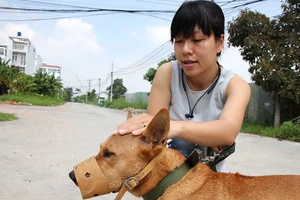 Quy định mới chủ nuôi chó phải biết 