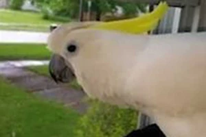 Chuyện lạ: Vẹt sủa như chó