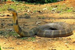 Chở rắn độc trên xe khách, bị xử lý ra sao?