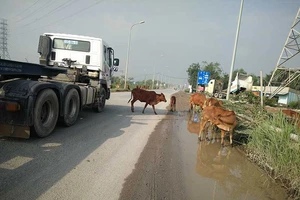 Bò đi dạo trên đường đô thị