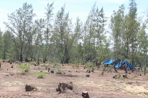 Quảng Ngãi: San ủi rừng dương để trồng rau