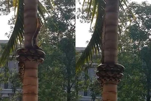 Trăn bò lên cây dừa có một không hai