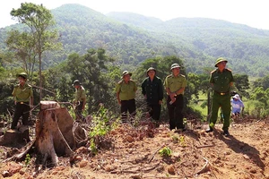 Giám định rừng ở Bình Định để khởi tố