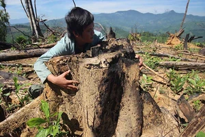Hàng trăm ha rừng Quảng Nam bị phá