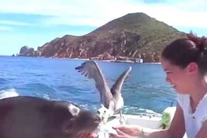 Vừa được đi nhờ lại còn được ăn!