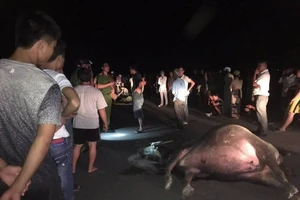 Trâu gây tai nạn, ai phải chịu trách nhiệm?