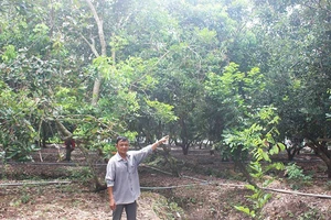 Kiện đòi kéo dây điện qua đất hàng xóm