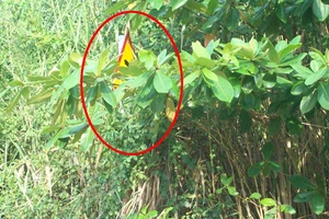 Biển báo giao thông núp lùm