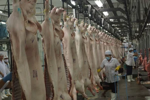 Khốn đốn vì bị vạ lây sau vụ heo tiêm thuốc an thần