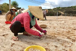 Người trồng tỏi Lý Sơn và nỗi lo thiếu cát trắng