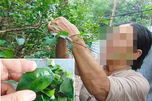 Lá không tên… trị hết nhiều bệnh hiểm?