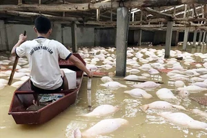 Trại heo gần 4.000 con bị 'xóa sổ' sau trận lụt