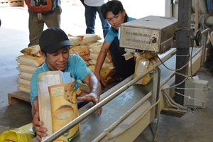 Gạo Việt tự hại nhau, thương nhân Trung Quốc hưởng lợi