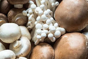 Ăn nấm thay thịt để có vóc dáng khỏe mạnh