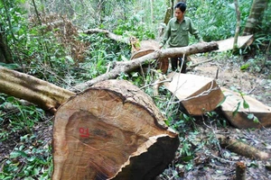 Có lệnh đóng cửa, rừng vẫn bị tàn phá đau đớn