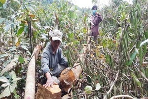 Mất rừng và những tấm ‘áo choàng’ đẹp đẽ