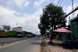 TP.HCM bứng dời nhiều cây xanh trên quốc lộ 1