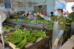 Nông sản Việt ‘hái’ tiền đô nhờ công nghệ Nhật