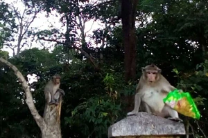 Bầy khỉ gây họa ở Tòa thánh Tây Ninh