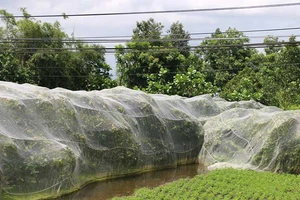 Giăng mùng cho mận, mặc váy cho cam