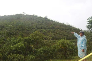 Nghịch lý hàng trăm hecta đất bị doanh nghiệp bỏ hoang