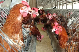 Trại gà không xuất khẩu được vì nằm gần… trại vịt