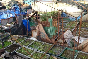 Bão quét qua Trường Sa, Côn Đảo